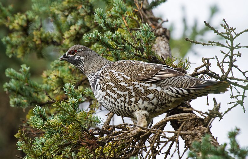 _MG_7566c.jpg - Spruce Grouse (Falcipennis canadensis)